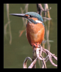 Alcedo atthis bengalensis