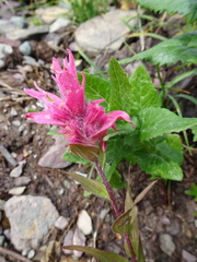 Castilleja rhexiifolia