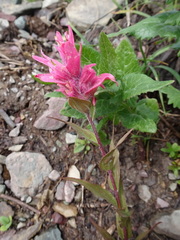 Castilleja rhexiifolia