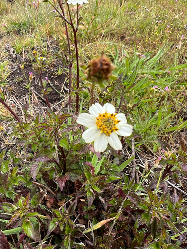 Bidens pilosa observed 2025-04-20
