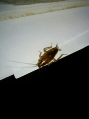 Blattella vaga
