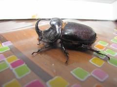 Oryctes nasicornis grypus