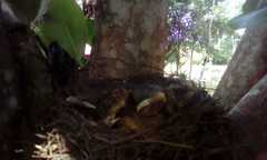 Turdus grayi
