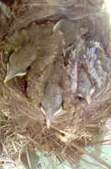 Turdus grayi