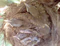 Turdus grayi