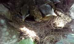 Turdus grayi