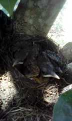 Turdus grayi