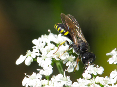 Ectemnius borealis