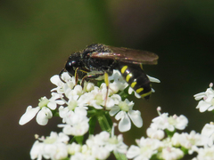 Ectemnius borealis