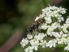 Ectemnius borealis