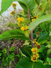 Inula racemosa