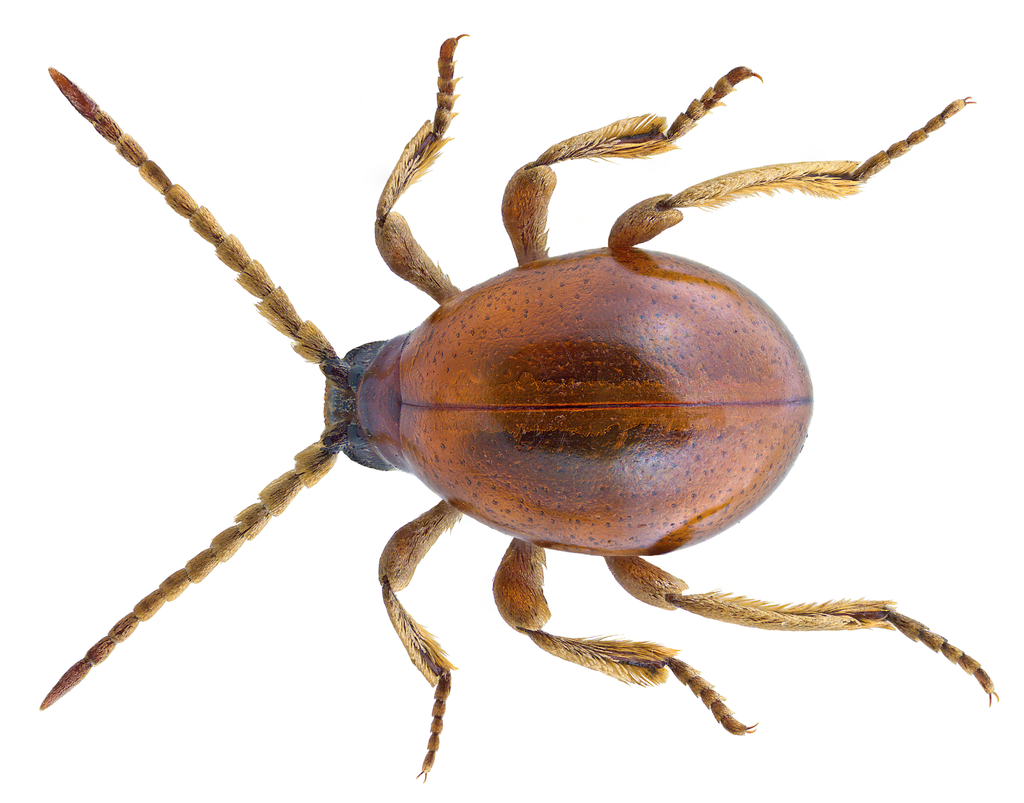 Shiny Spider Beetle