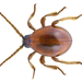 Hump Beetle - Photo (c) Udo Schmidt, some rights reserved (CC BY-SA)