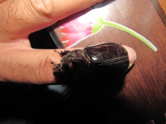 Oryctes nasicornis grypus