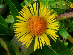 Inula racemosa