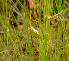 Crambus bidens