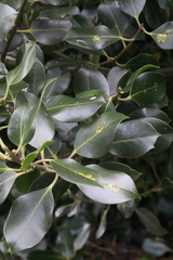 Ilex × altaclerensis