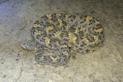 Crotalus mitchellii