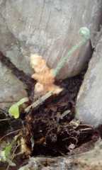 Polypodiopsida