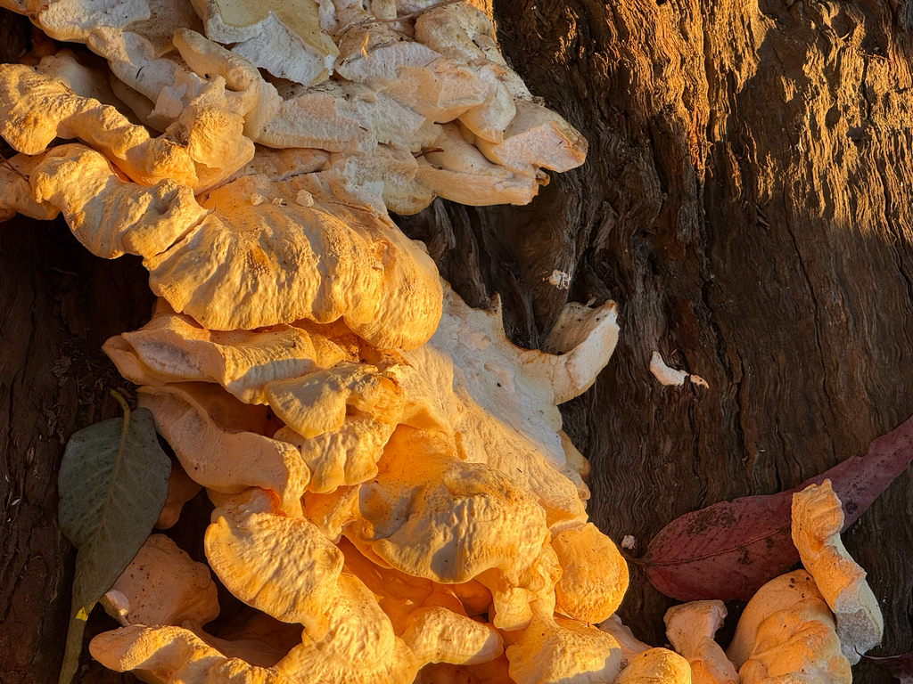 Laetiporus gilbertsonii · April 2025 · photo: © fonturbel (iNaturalist, cc-by)