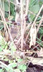 Erythrodiplax umbrata