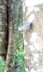 Hamadryas