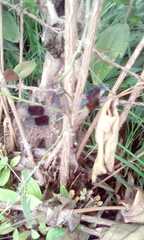 Erythrodiplax umbrata