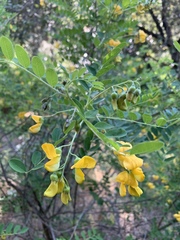 Hippocrepis emerus