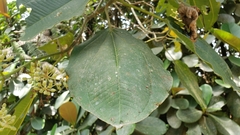 Graffenrieda cucullata