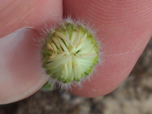 Image of Erigeron poliospermus by no rights reserved