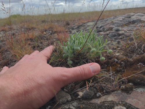 Image of Erigeron poliospermus by no rights reserved