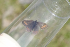 Erebia pharte