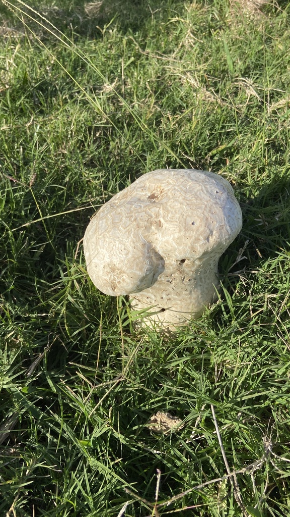 Calvatia cyathiformis · April 2025 · photo: © gabi_otas (iNaturalist, cc-by)