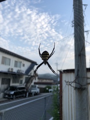 Argiope amoena