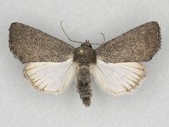 Condica andrena