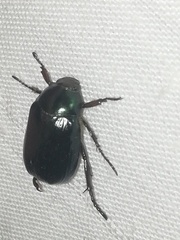 Paranomala cincta