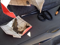 Uta stansburiana elegans