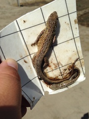 Uta stansburiana elegans