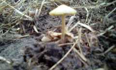 Agaricales