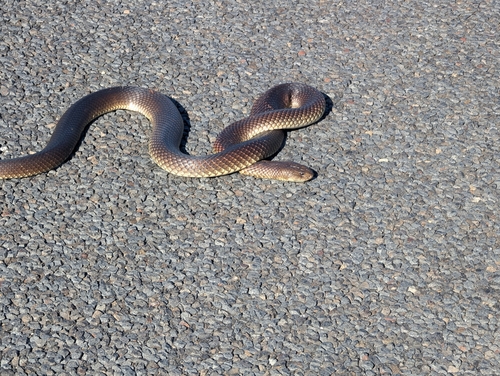 Mulga Snake sighting