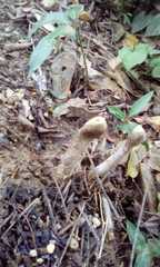 Agaricomycetes