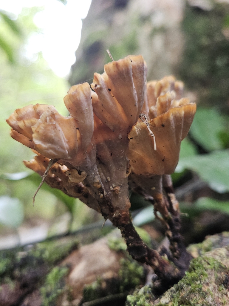 Podoscypha petalodes · April 2025 · photo: © acnestis (iNaturalist, cc-by-nc)