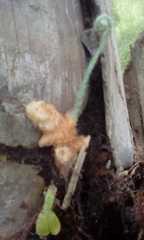 Polypodiopsida