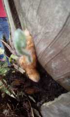 Polypodiopsida