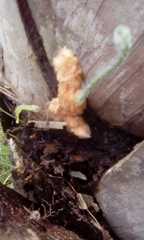 Polypodiopsida