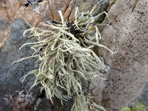 Ramalina cuspidata