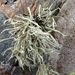 Ramalina cuspidata - Photo (c) Annelie Burghause, some rights reserved (CC BY-NC-SA)
