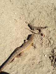 Uta stansburiana elegans