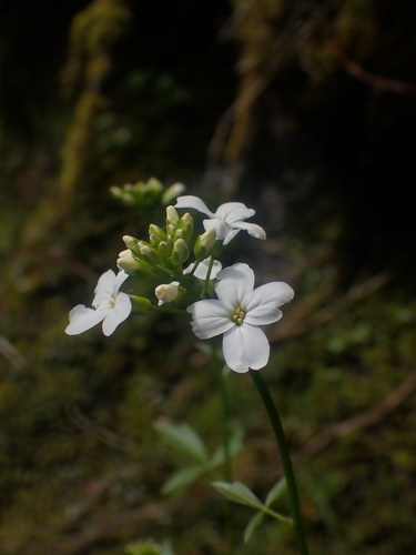 Image of Seaside Bittercress (Cardamine angulata) by no rights reserved