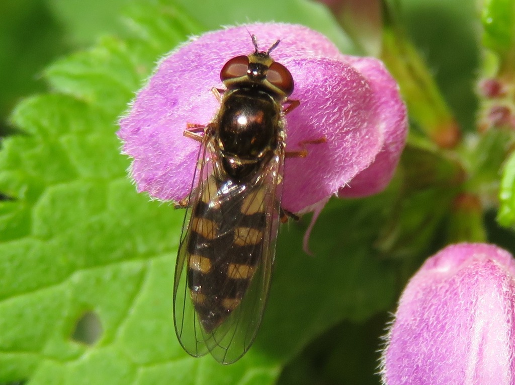 Platycheirus peltatus Group